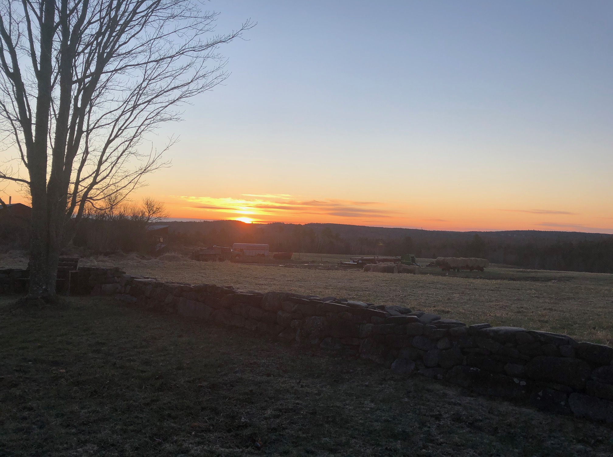 Dawn in my backyard, spring 2020